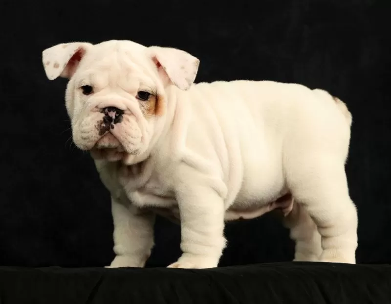 Winston