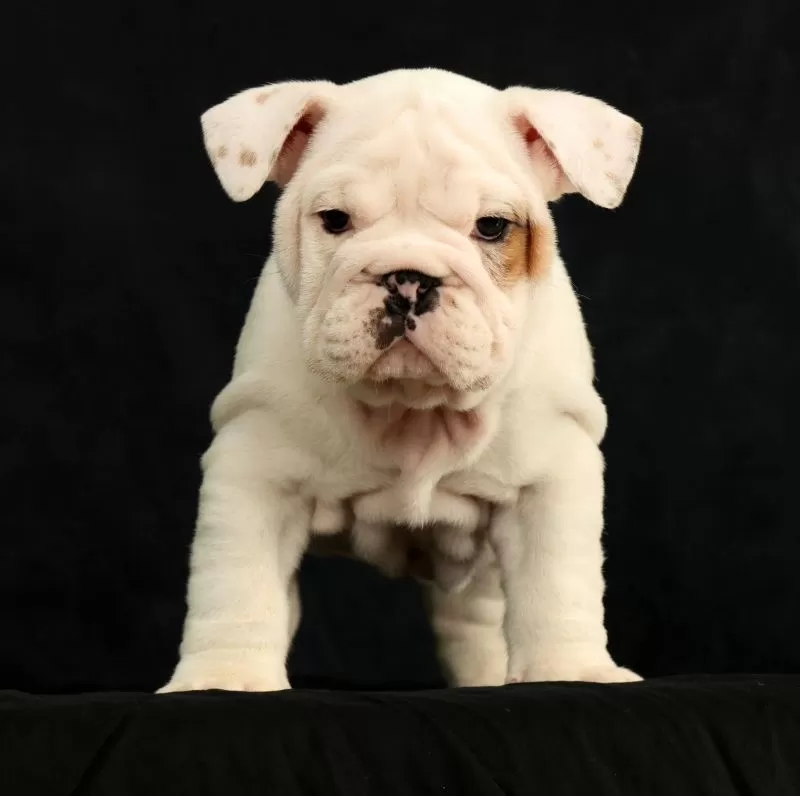 Winston