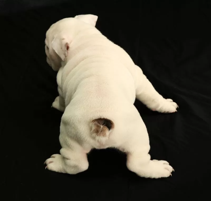 Winston