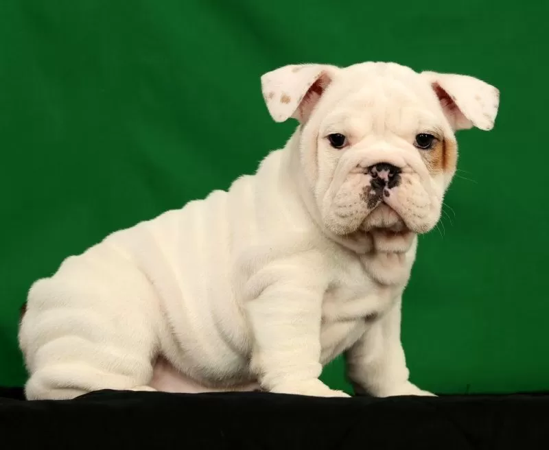 Winston