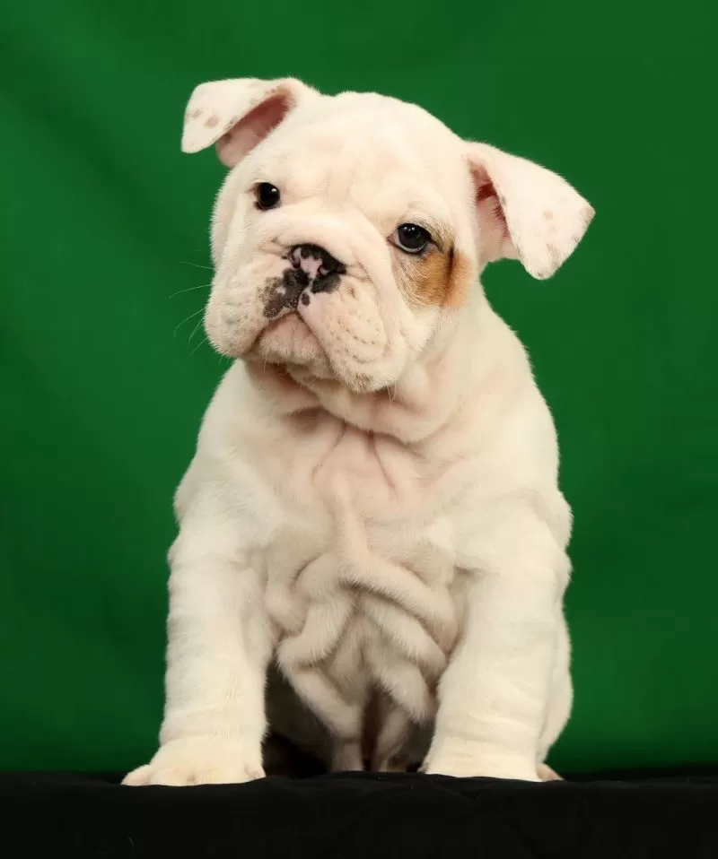 Winston
