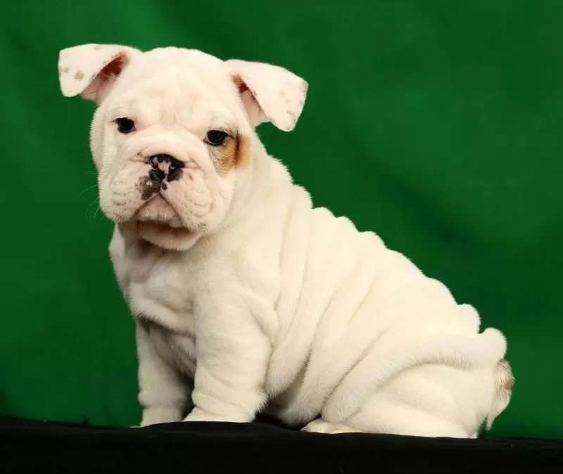 Winston
