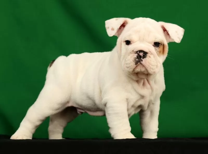 Winston