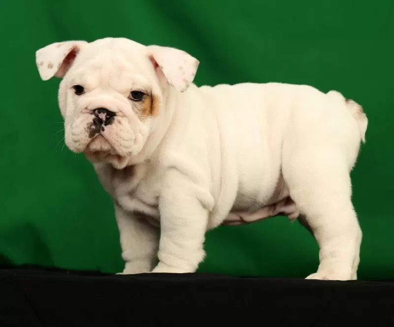 Winston