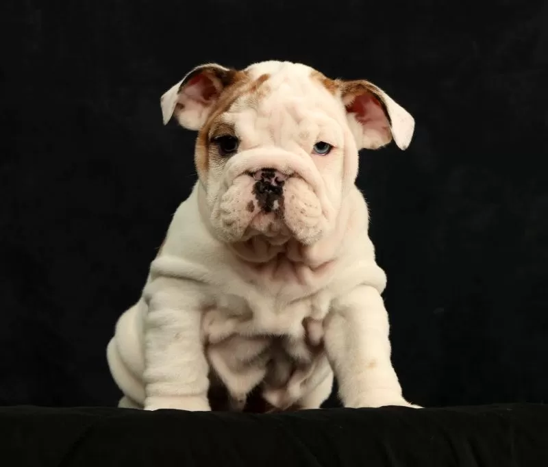 Lulu