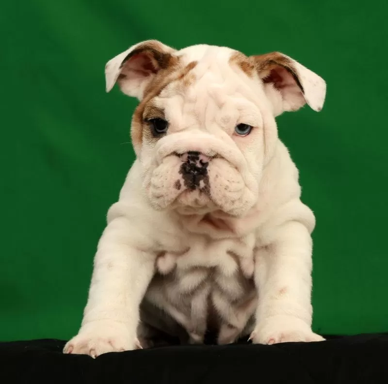Lulu