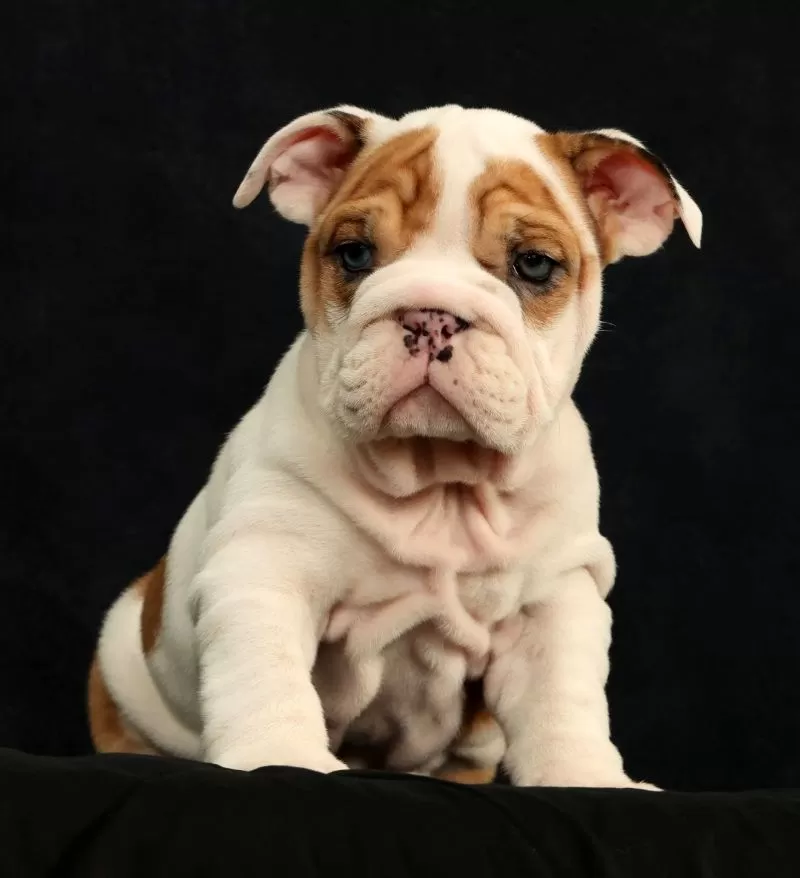 Roxie