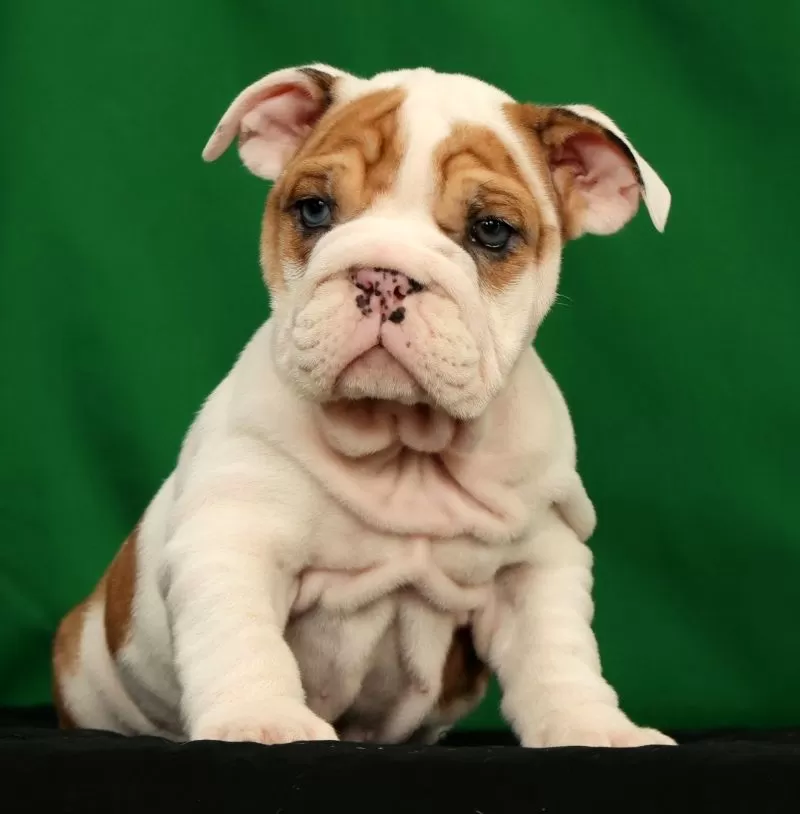Roxie