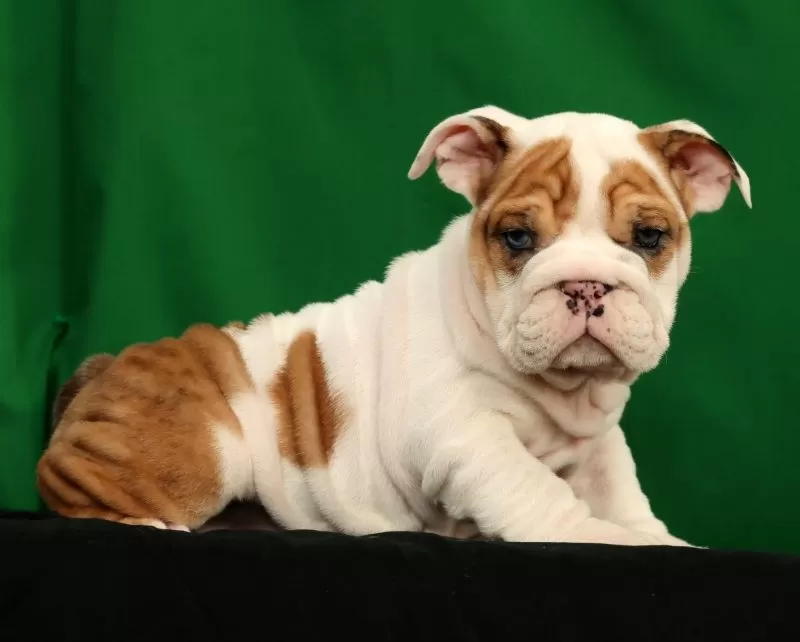 Roxie