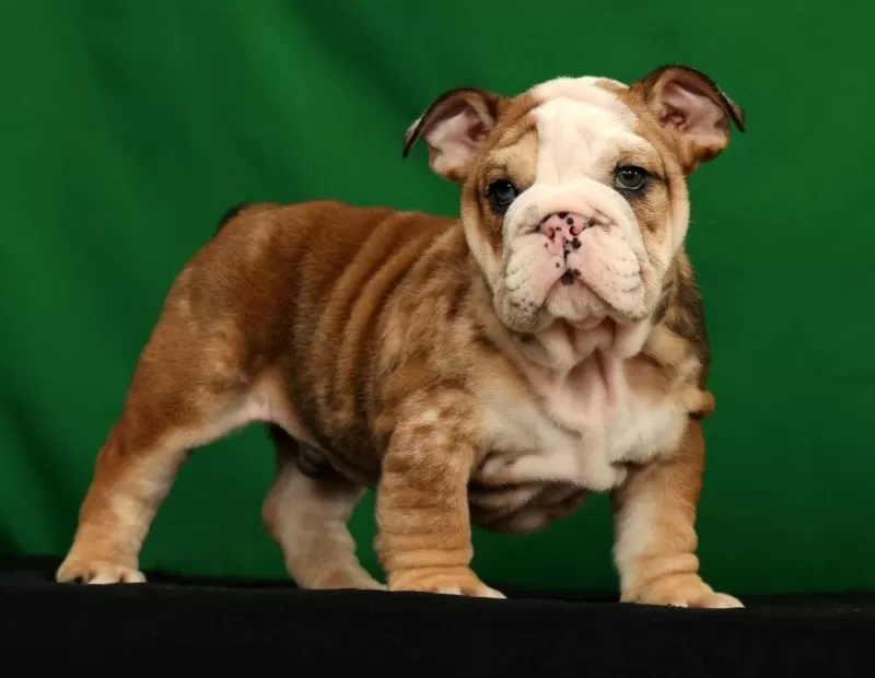 Diesel
