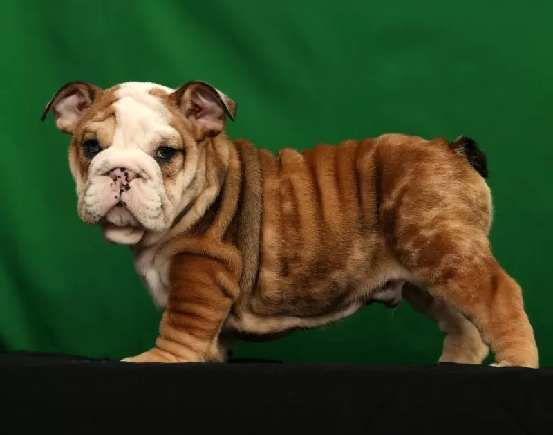 Diesel