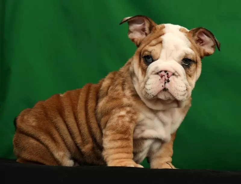 Diesel