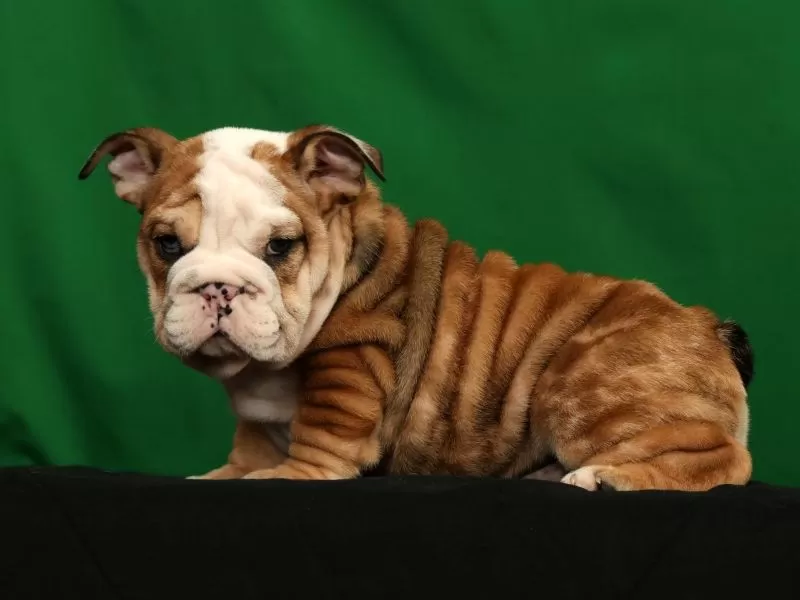 Diesel