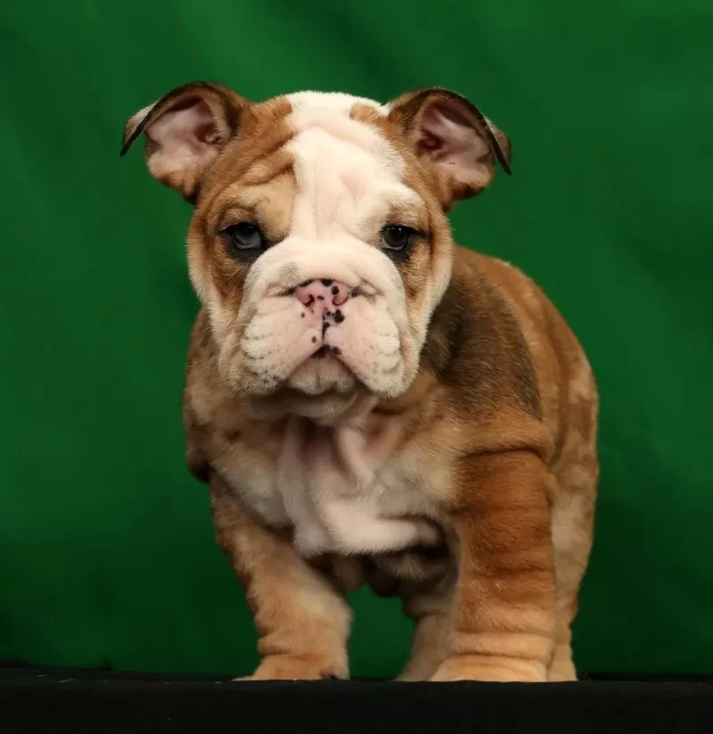 Diesel