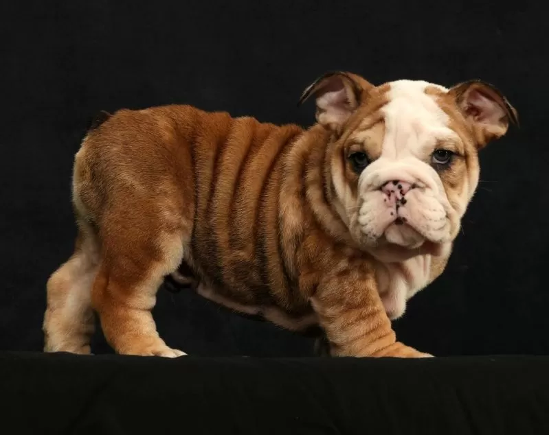 Diesel