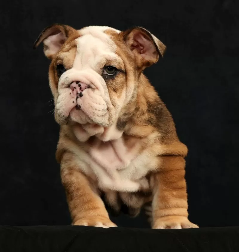 Diesel