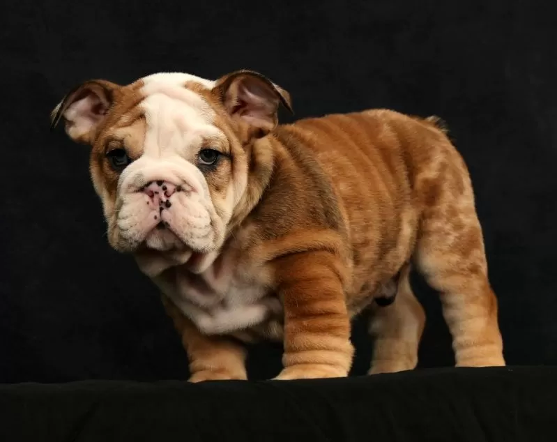 Diesel